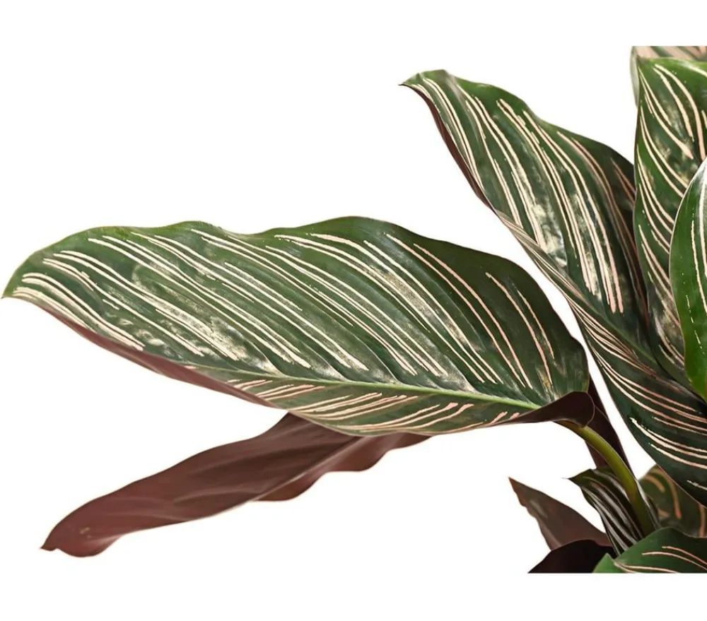 Dehner Calathea & Alocasia|Grünpflanzen > Korbmarante - Calathea ornata