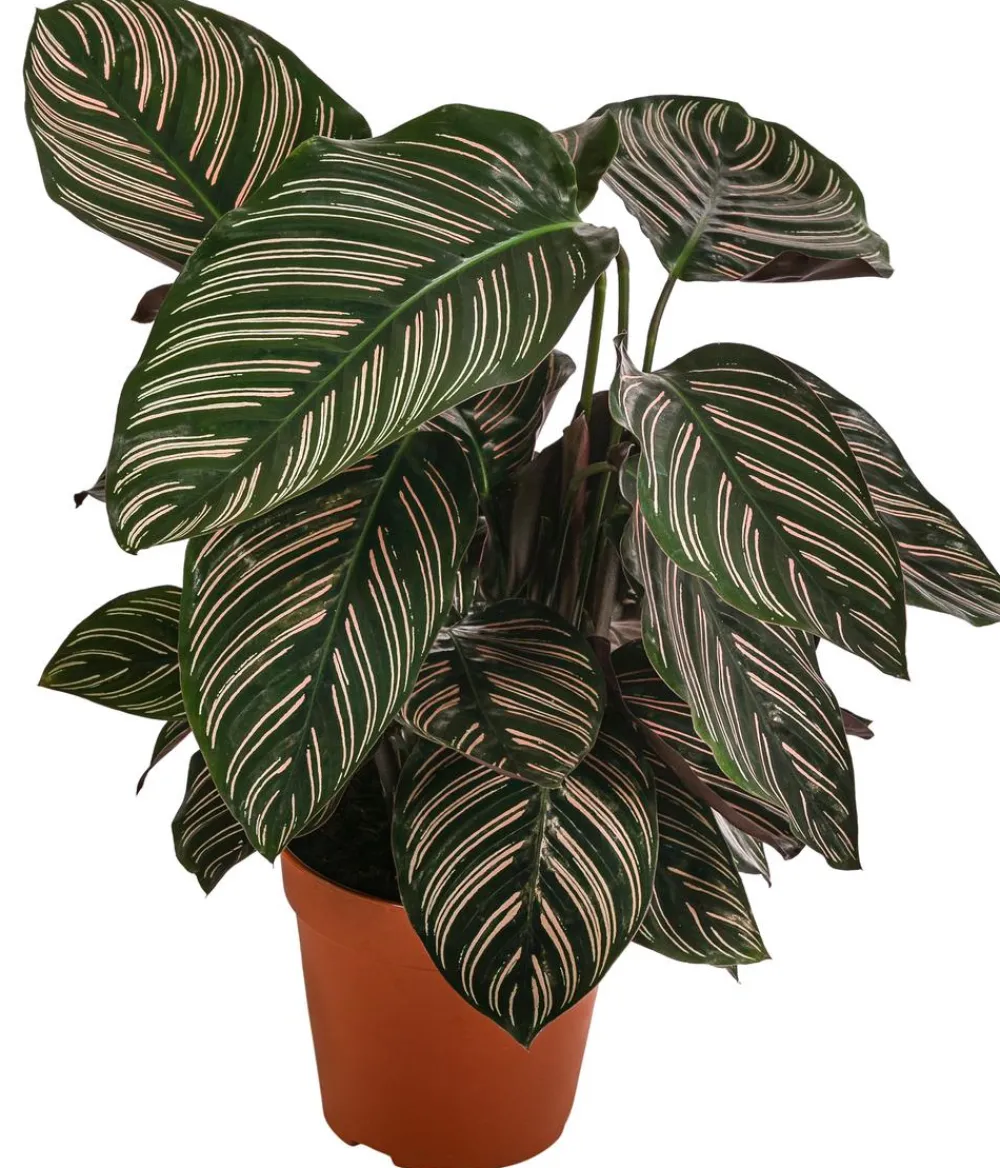 Calathea & Alocasia|Grünpflanzen - Korbmarante - Calathea ornata