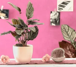 Dehner Calathea & Alocasia|Grünpflanzen - Korbmarante - Calathea ornata