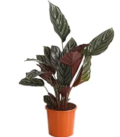 Dehner Calathea & Alocasia|Grünpflanzen - Korbmarante - Calathea ornata