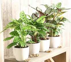 Dehner Calathea & Alocasia|Grünpflanzen > Korbmarante - Calathea picturata