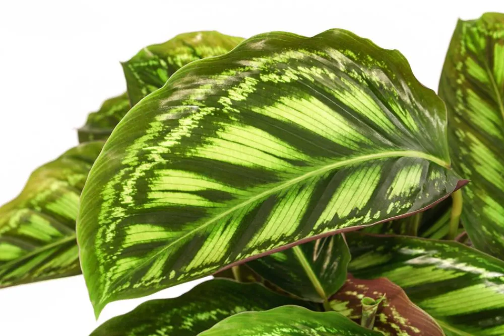Dehner Calathea & Alocasia|Grünpflanzen - Korbmarante - Calathea roseopicta 'Flamestar'