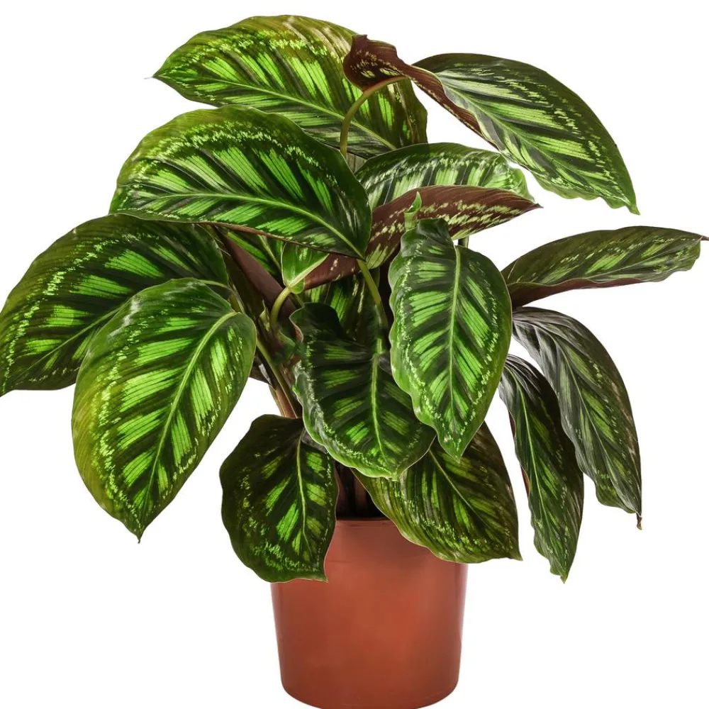 Dehner Calathea & Alocasia|Grünpflanzen - Korbmarante - Calathea roseopicta 'Flamestar'