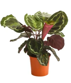 Dehner Calathea & Alocasia|Grünpflanzen > Korbmarante - Calathea roseopicta 'Medaillon'