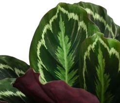 Dehner Korbmarante - Calathea roseopicta 'Medaillon' New
