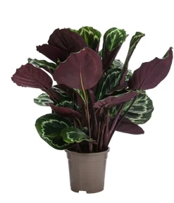 Dehner Korbmarante - Calathea roseopicta 'Medaillon' New