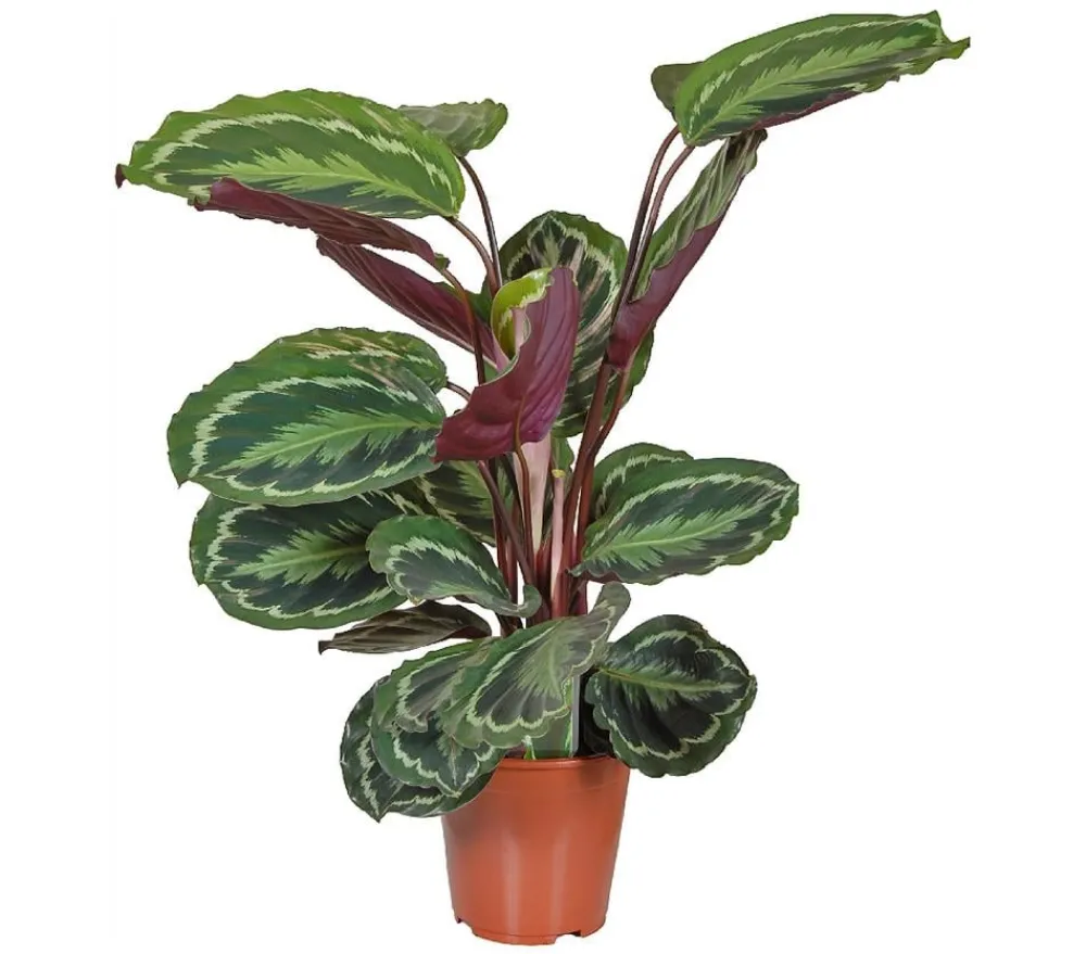 Dehner Korbmarante - Calathea roseopicta 'Medaillon'