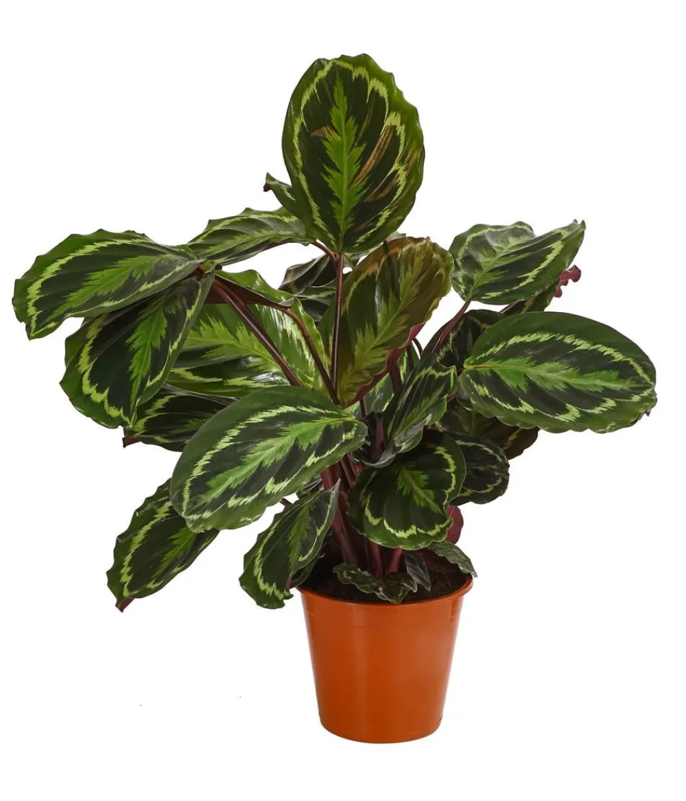 Dehner Calathea & Alocasia|Grünpflanzen - Korbmarante - Calathea roseopicta 'Medaillon'