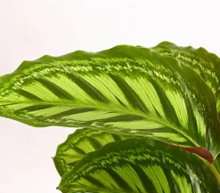 Calathea & Alocasia|Monstera & Philodendron - Korbmarante - Calathea roseopicta