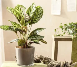 Calathea & Alocasia|Monstera & Philodendron - Korbmarante - Calathea roseopicta