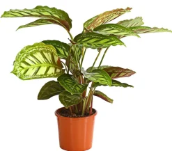 Calathea & Alocasia|Monstera & Philodendron - Korbmarante - Calathea roseopicta