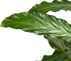 Dehner Calathea & Alocasia|Grünpflanzen > Korbmarante - Calathea rufibarba