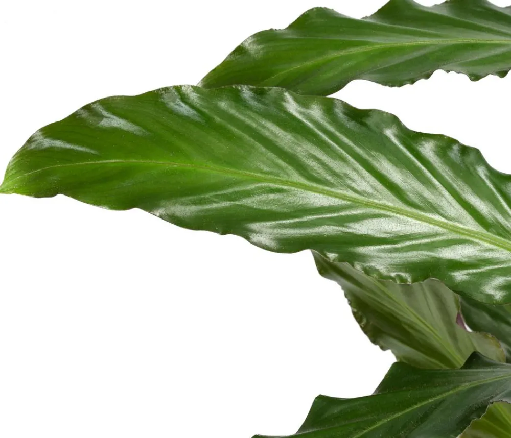 Dehner Calathea & Alocasia|Grünpflanzen > Korbmarante - Calathea rufibarba
