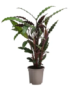 Dehner Calathea & Alocasia|Grünpflanzen > Korbmarante - Calathea rufibarba