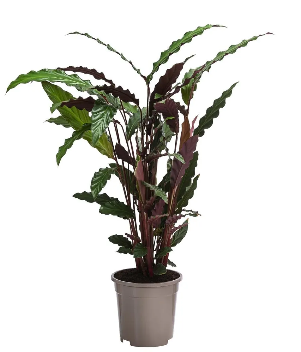 Dehner Calathea & Alocasia|Grünpflanzen > Korbmarante - Calathea rufibarba