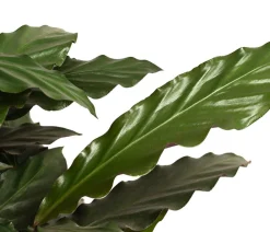 Dehner Korbmarante - Calathea rufibarba Hot
