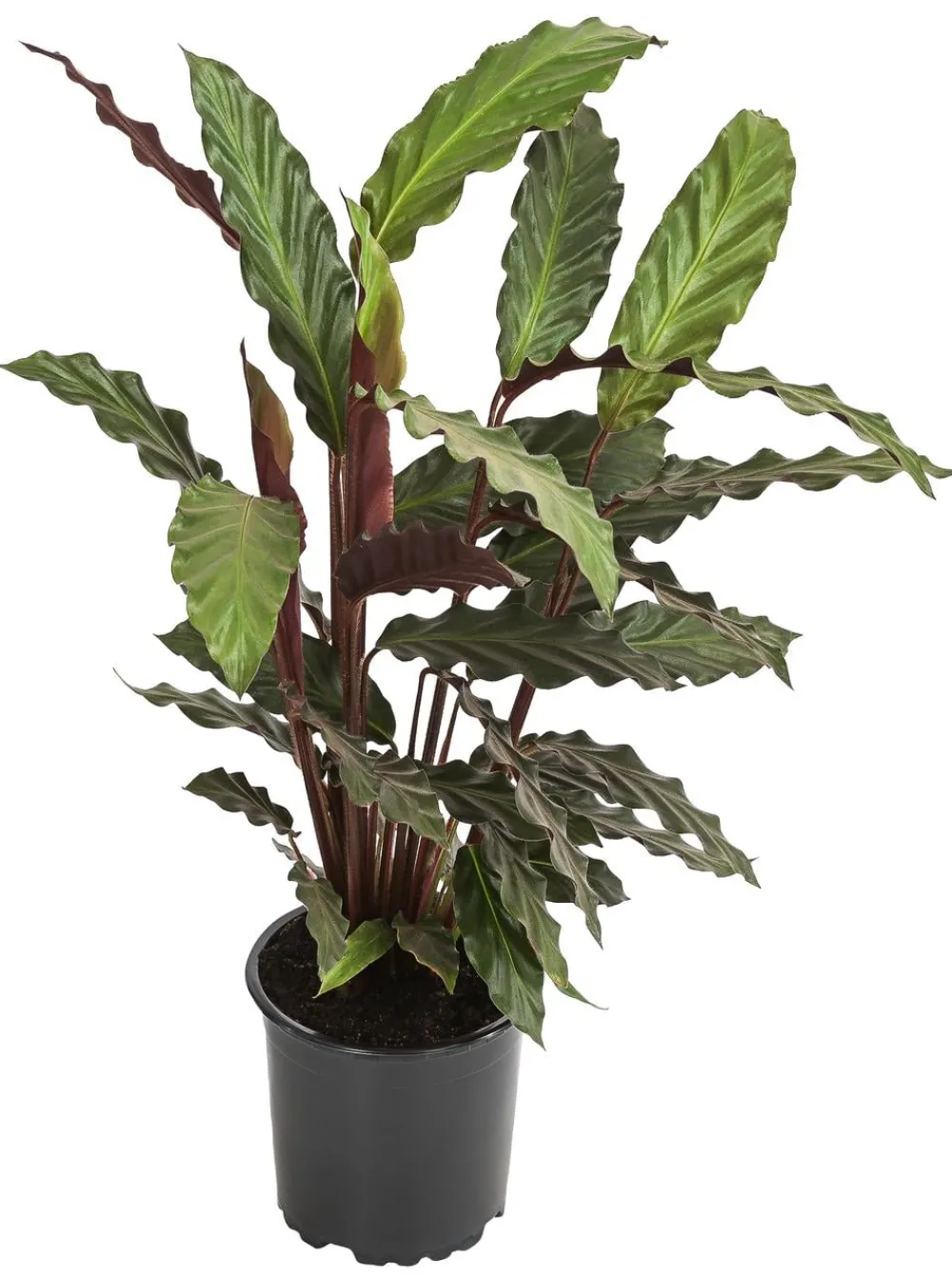 Dehner Calathea & Alocasia|Grünpflanzen - Korbmarante - Calathea rufibarba