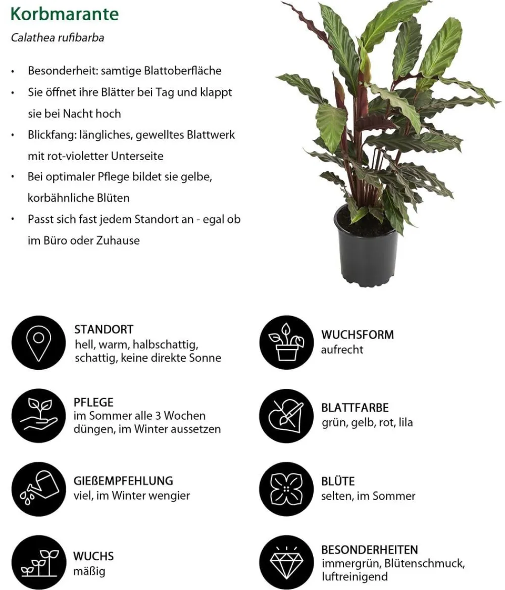 Dehner Calathea & Alocasia|Grünpflanzen - Korbmarante - Calathea rufibarba