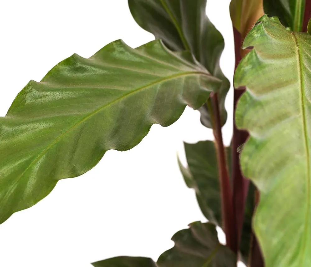 Dehner Calathea & Alocasia|Grünpflanzen - Korbmarante - Calathea rufibarba