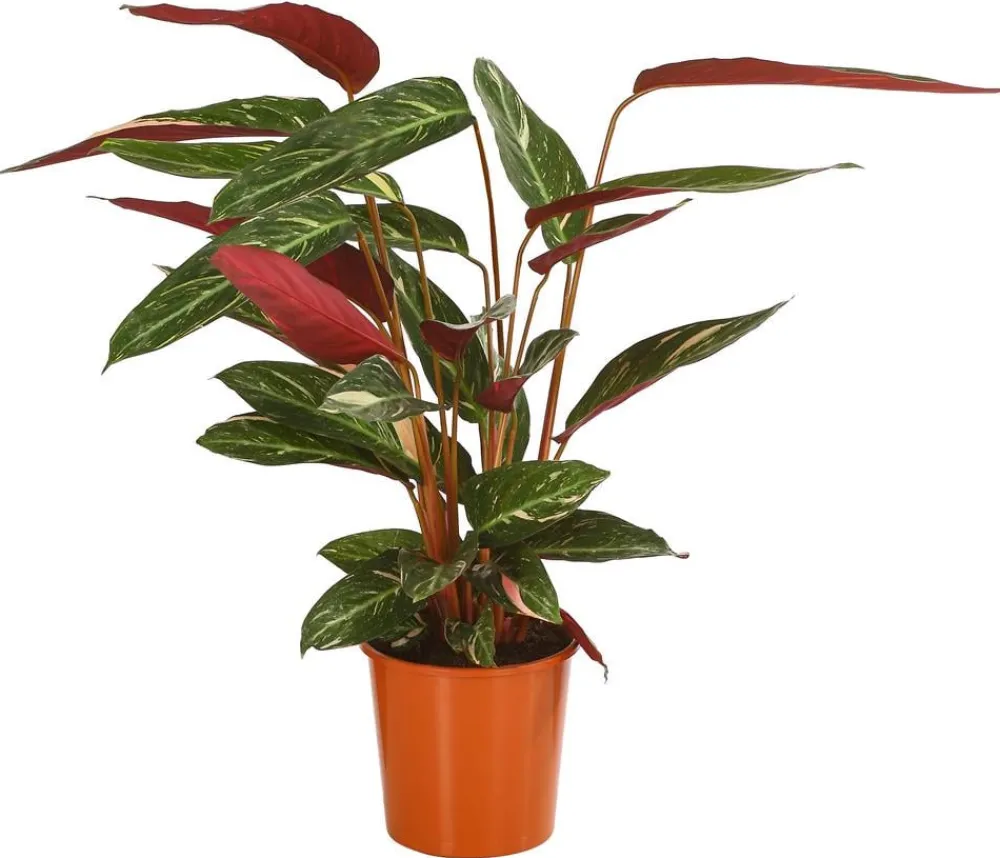 Dehner Calathea & Alocasia|Grünpflanzen - Korbmarante - Calathea sanguinea 'Magicstar'