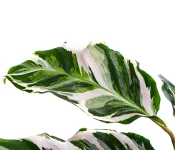 Dehner Korbmarante - Calathea 'Stella' Clearance