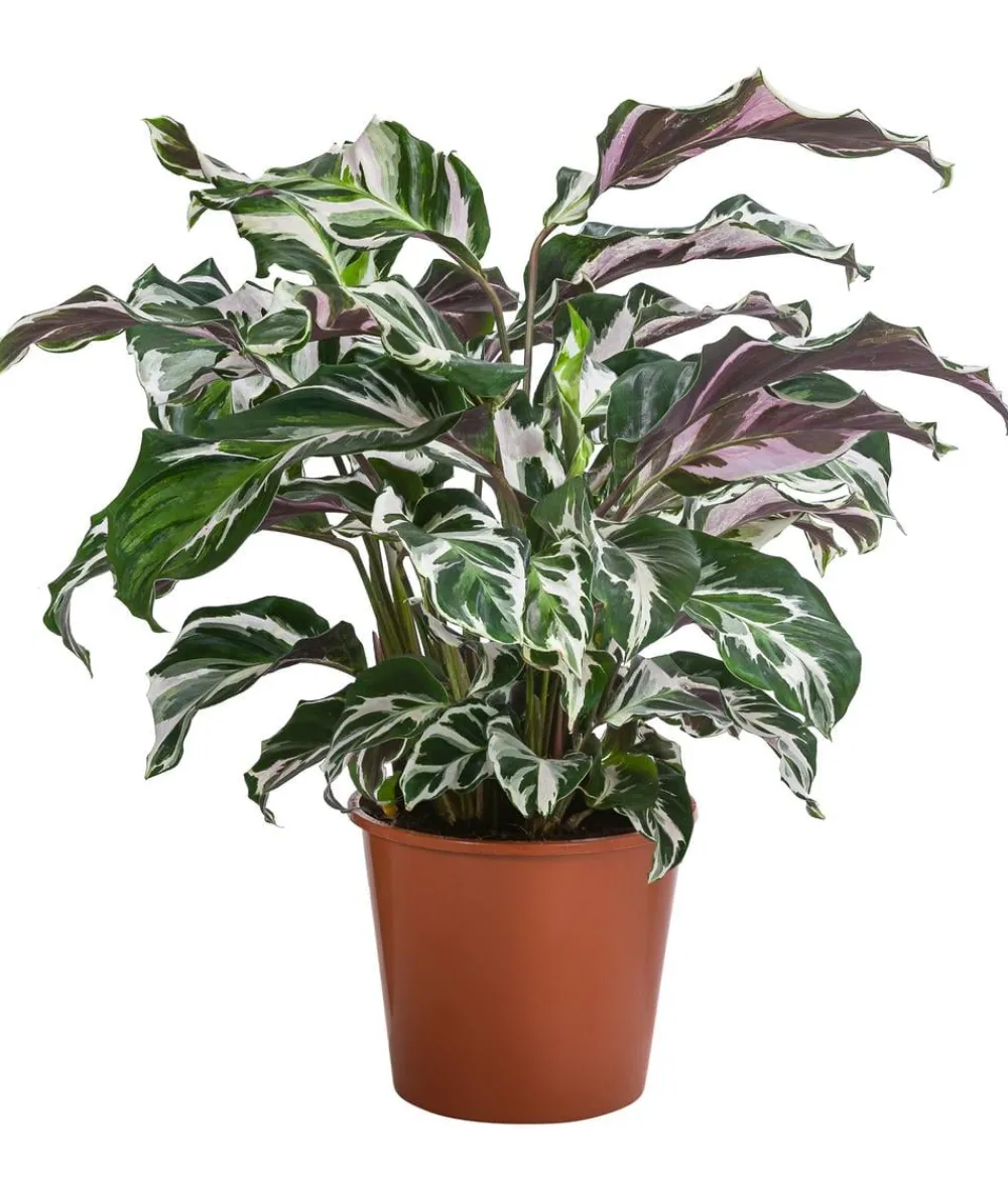 Dehner Korbmarante - Calathea 'Stella' Clearance
