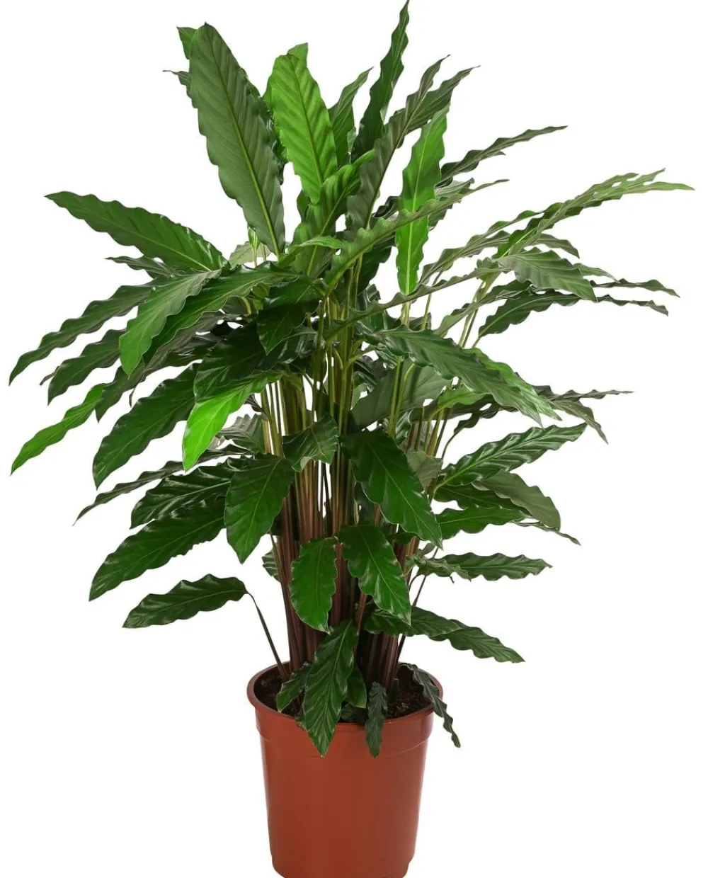 Dehner Calathea & Alocasia|Grünpflanzen - Korbmarante - Calathea 'Tropistar'