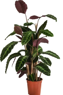 Dehner Korbmarante - Calathea warscewiczii