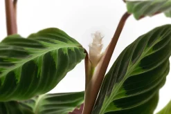 Dehner Korbmarante - Calathea warscewiczii