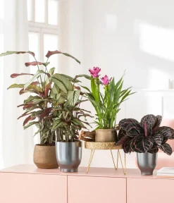 Dehner Korbmarante - Calathea 'Whitestar' Clearance