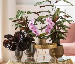Dehner Korbmarante - Calathea 'Whitestar' Clearance