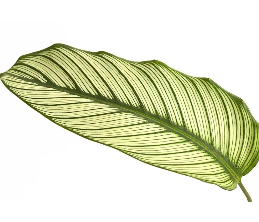Dehner Korbmarante - Calathea 'Whitestar' Clearance