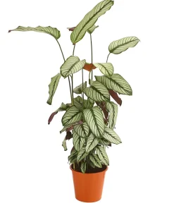 Dehner Korbmarante - Calathea 'Whitestar' Clearance