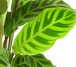 Dehner Calathea & Alocasia|Grünpflanzen > Korbmarante - Calathea zebrina