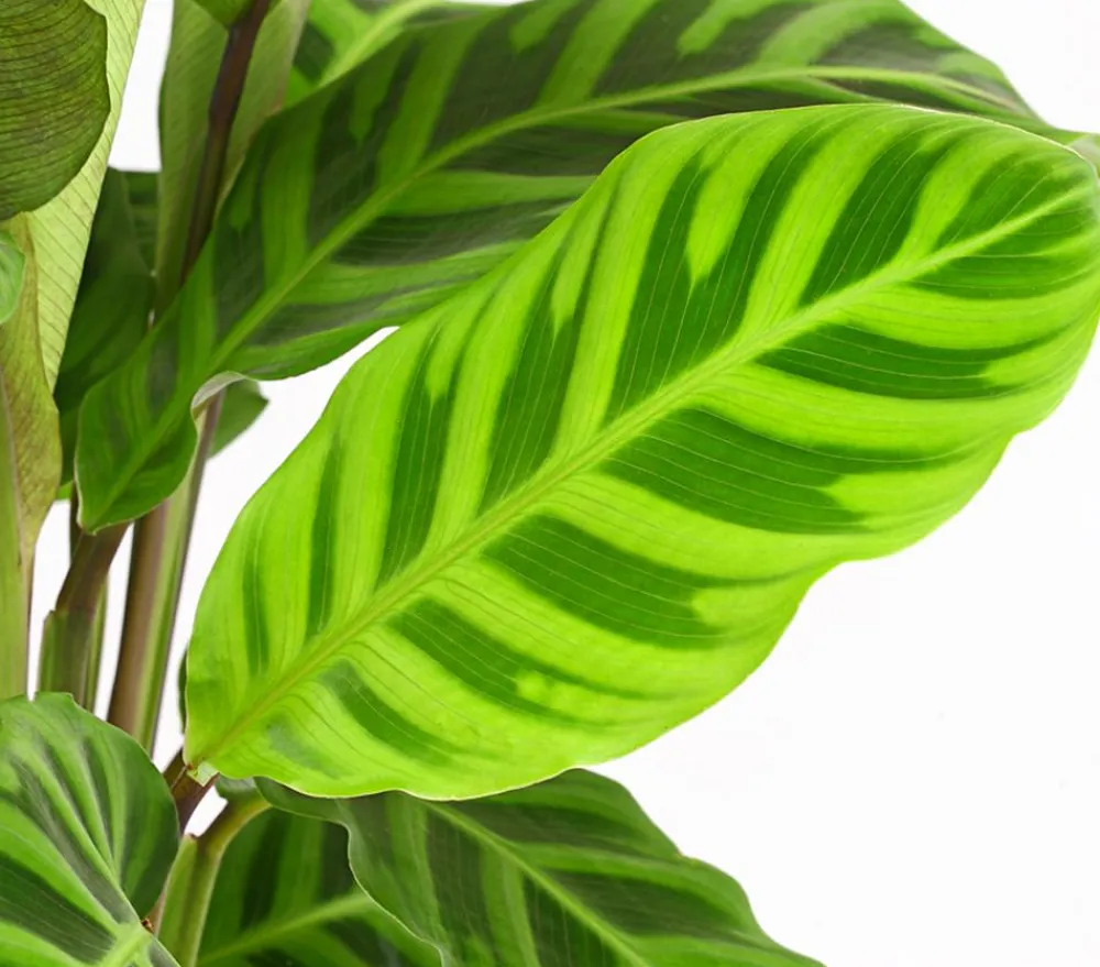 Dehner Calathea & Alocasia|Grünpflanzen > Korbmarante - Calathea zebrina