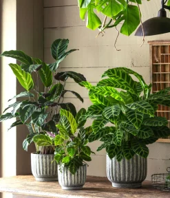 Dehner Calathea & Alocasia|Grünpflanzen > Korbmarante - Calathea zebrina