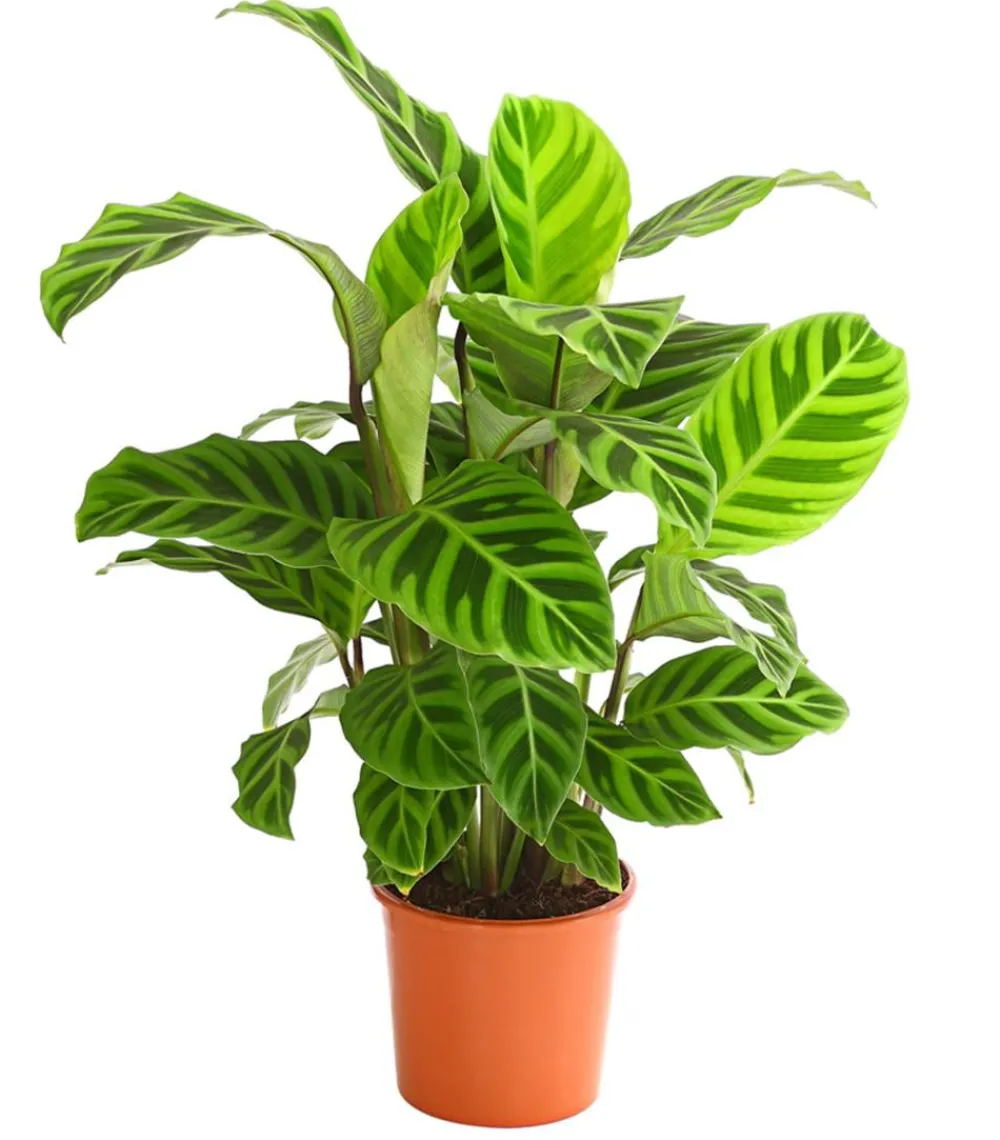 Dehner Calathea & Alocasia|Grünpflanzen > Korbmarante - Calathea zebrina