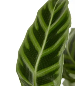 Dehner Calathea & Alocasia|Grünpflanzen - Korbmarante - Calathea zebrina