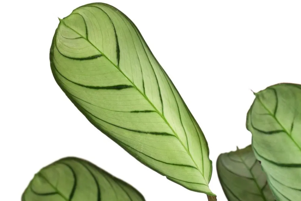 Dehner Calathea & Alocasia|Grünpflanzen > Korbmarante - Ctenanthe burle-marxii
