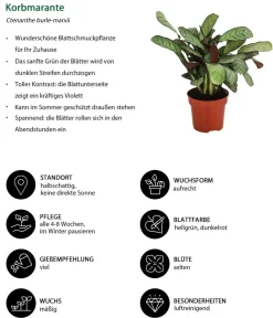 Dehner Calathea & Alocasia|Grünpflanzen > Korbmarante - Ctenanthe burle-marxii