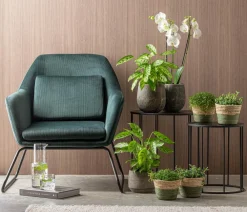 Dehner Calathea & Alocasia|Grünpflanzen > Korbmarante 'Leopardina'
