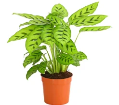 Dehner Calathea & Alocasia|Grünpflanzen > Korbmarante 'Leopardina'