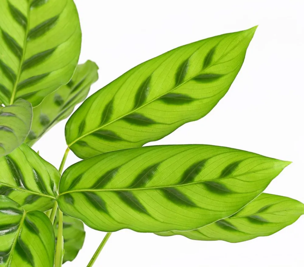 Dehner Calathea & Alocasia|Grünpflanzen > Korbmarante 'Leopardina'