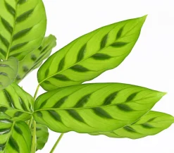 Dehner Calathea & Alocasia|Grünpflanzen - Korbmarante 'Leopardina'