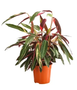 Dehner Calathea & Alocasia|Grünpflanzen > Korbmarante - Strohmanthe sanguinea 'Triostar'