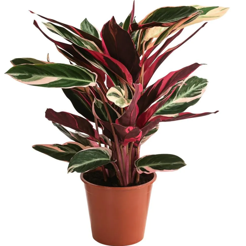 Dehner Korbmarante - Strohmanthe sanguinea 'Triostar' Online