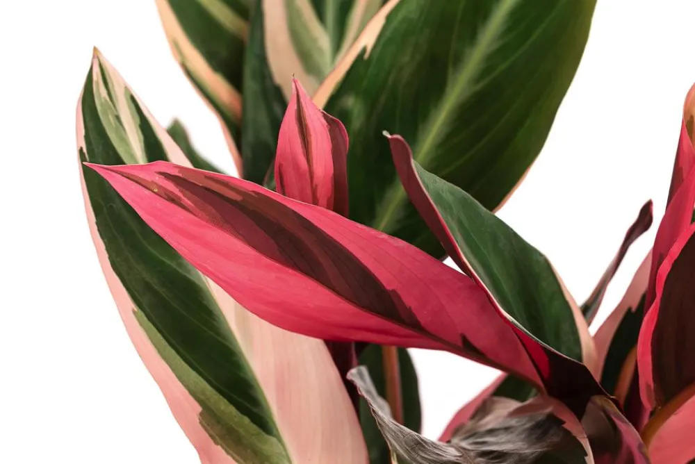 Dehner Calathea & Alocasia|Grünpflanzen - Korbmarante - Strohmanthe sanguinea 'Triostar'