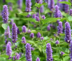 Dehner Koreanische Minze 'Blue Fortune' Lavendel Sale