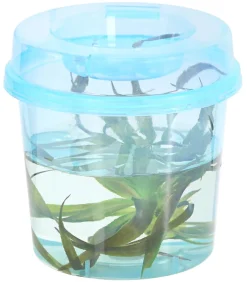 Dehner Aqua Teichpflanzen|Teichpflanzen - Krebsschere Weiß
