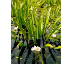 Dehner Aqua Teichpflanzen|Teichpflanzen - Krebsschere Weiß